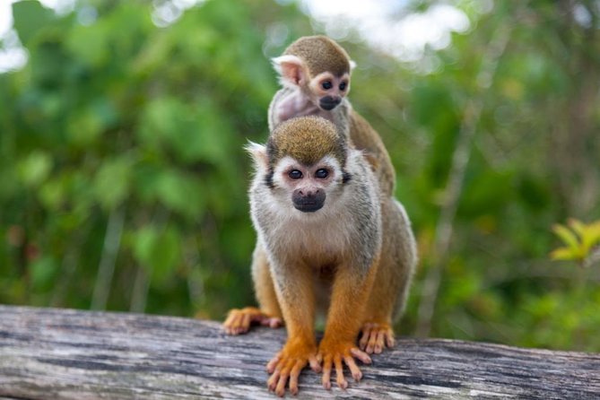 Monkey Reegan St Rachel